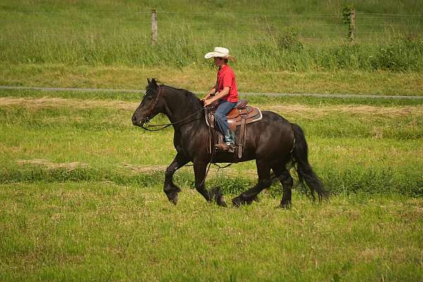 youth-gypsy-vanner-horse