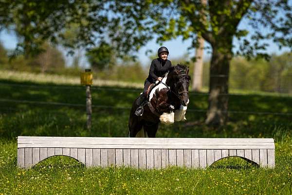 athletic-gypsy-vanner-horse