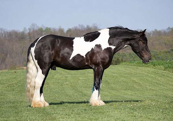 cross-gypsy-vanner-horse