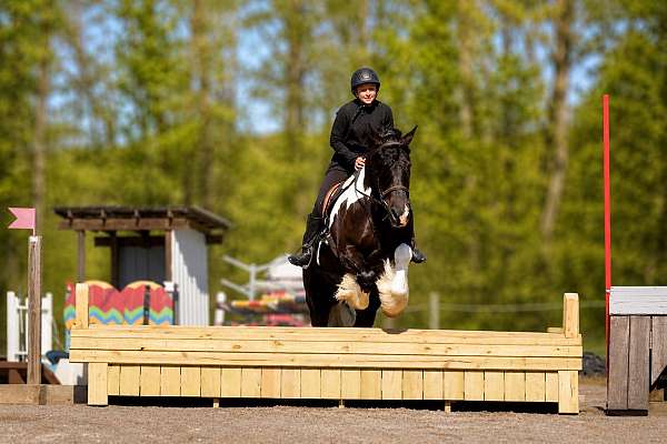 flashy-gypsy-vanner-horse