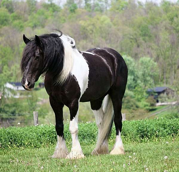 jumping-gypsy-vanner-horse