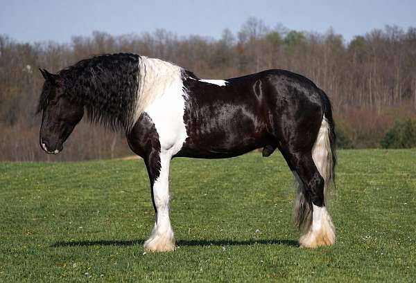 kid-safe-gypsy-vanner-horse