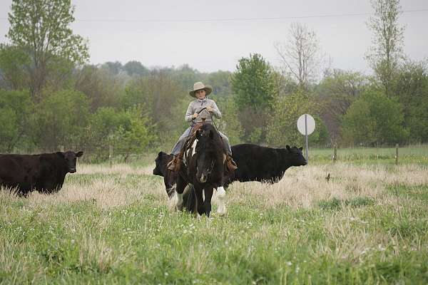 ranch-gypsy-vanner-horse