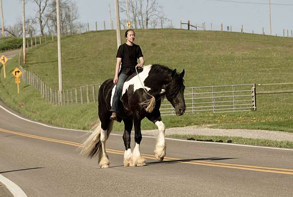 show-gypsy-vanner-horse