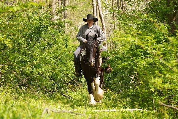 ridden-english-gypsy-vanner-horse