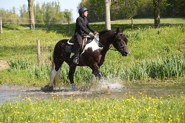 ridden-western-gypsy-vanner-horse