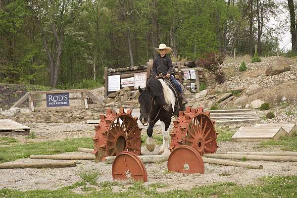 trail-gypsy-vanner-horse