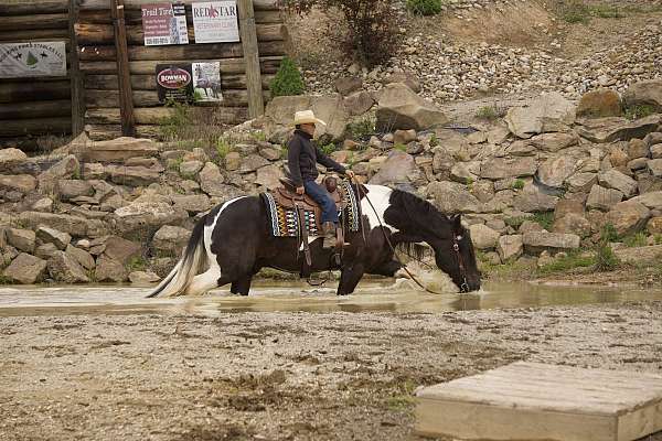 trail-riding-gypsy-vanner-horse