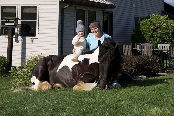 piebald-gypsy-vanner-gelding