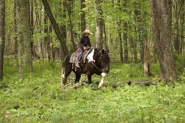 youth-gypsy-vanner-horse