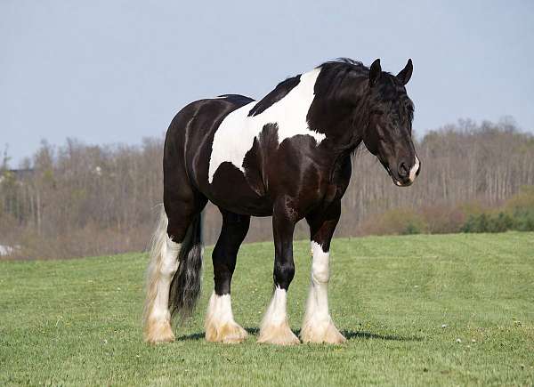 all-around-gypsy-vanner-horse