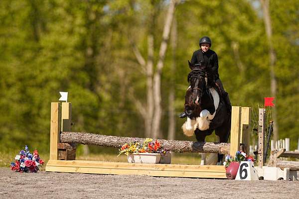 beginner-gypsy-vanner-horse
