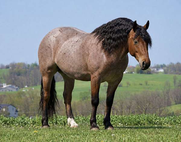 all-around-draft-horse
