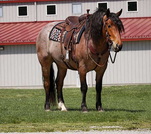 athletic-draft-horse