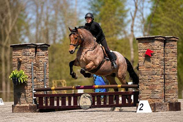 beginner-draft-horse