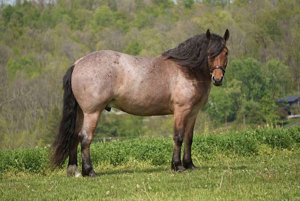 cross-draft-horse