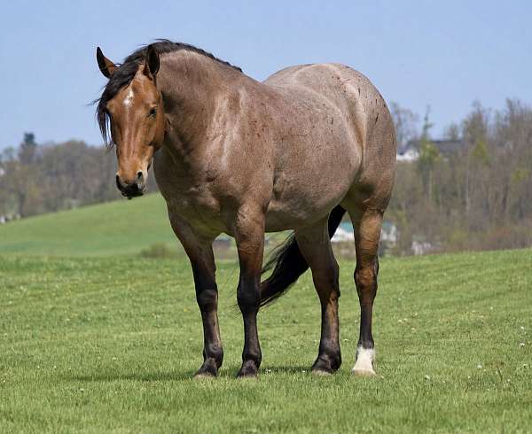 draft-horse