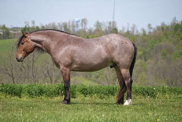 dressage-draft-horse
