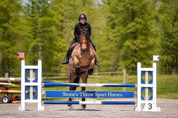 eventing-draft-horse