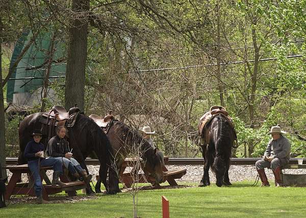 hunter-jumper-draft-horse