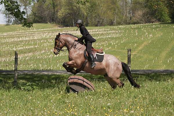 kid-safe-draft-horse