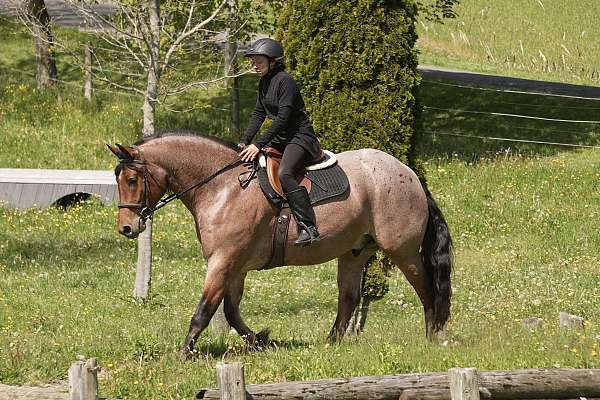 performance-draft-horse