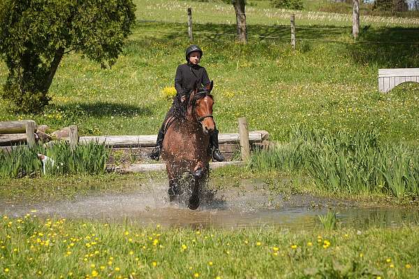 ranch-draft-horse