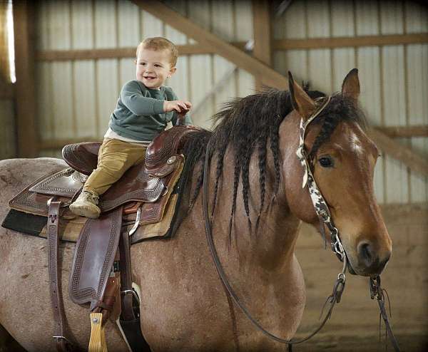 ridden-english-draft-horse