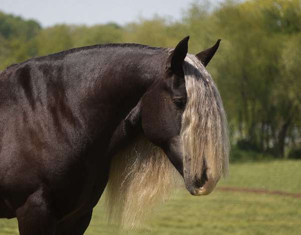 beginner-gypsy-vanner-horse