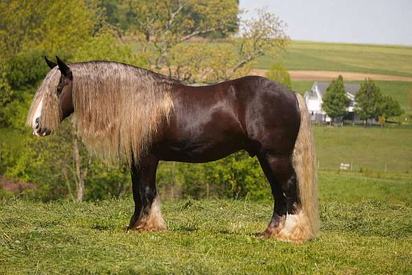 all-around-gypsy-vanner-horse
