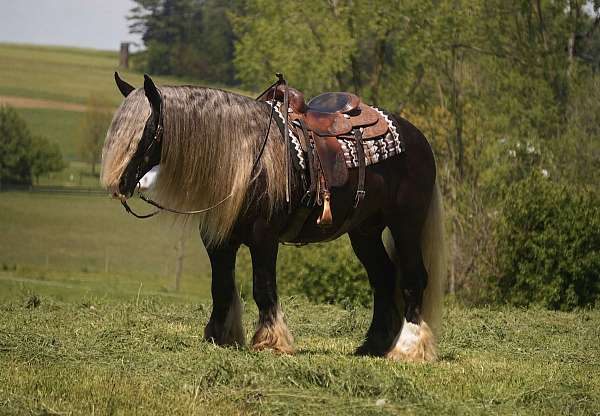 kid-safe-gypsy-vanner-horse