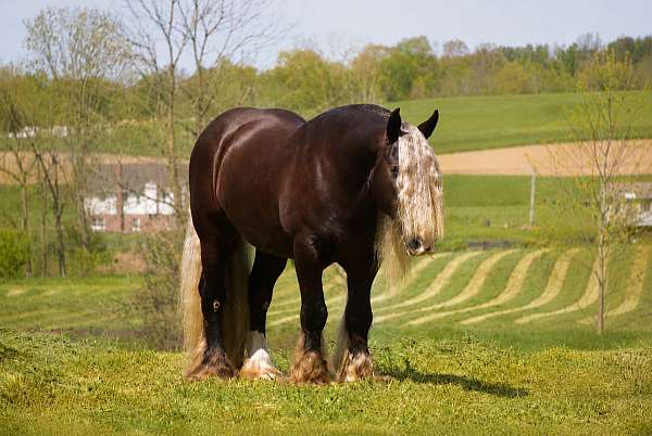 flashy-gypsy-vanner-horse