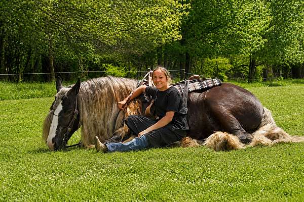 athletic-gypsy-vanner-horse