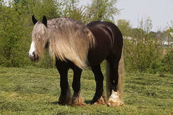 ranch-gypsy-vanner-horse