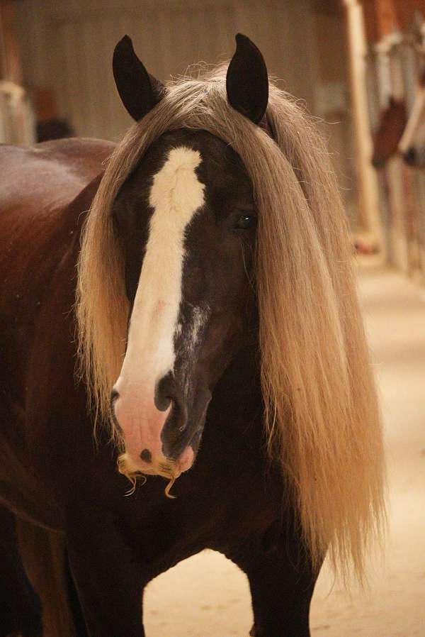 ridden-english-gypsy-vanner-horse