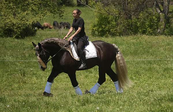 show-gypsy-vanner-horse
