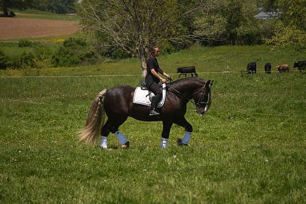 trail-gypsy-vanner-horse