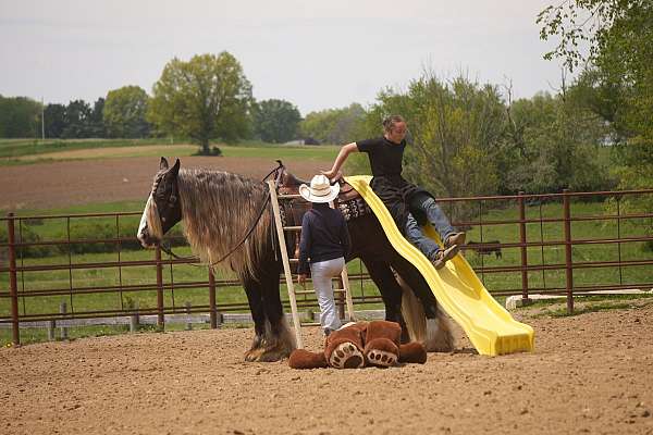 trail-riding-gypsy-vanner-horse