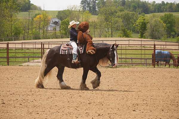 youth-gypsy-vanner-horse