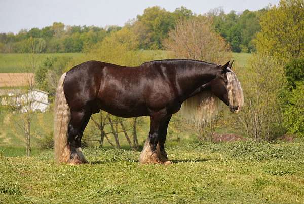 silb-all-around-horse