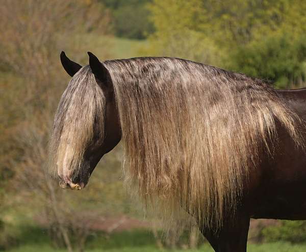 silb-athletic-horse