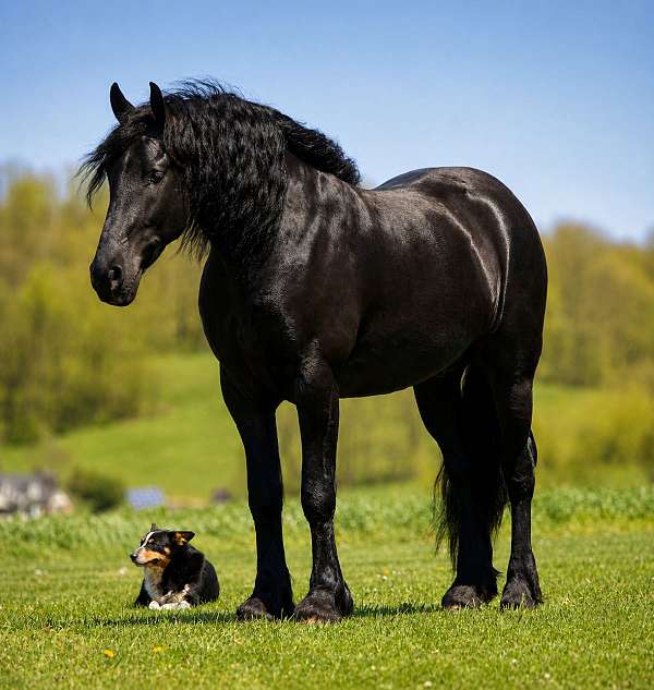 athletic-friesian-horse