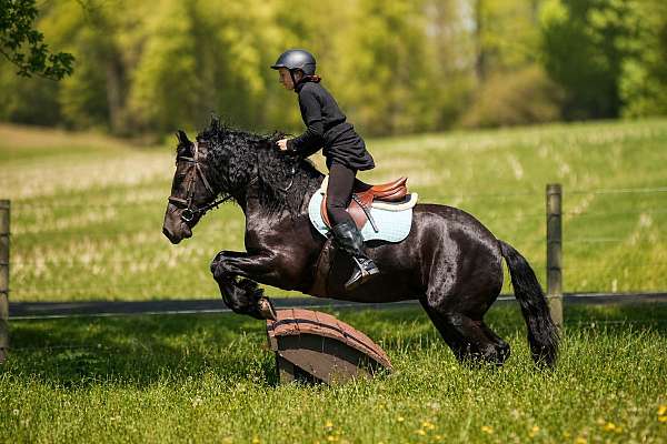 beginner-friesian-horse