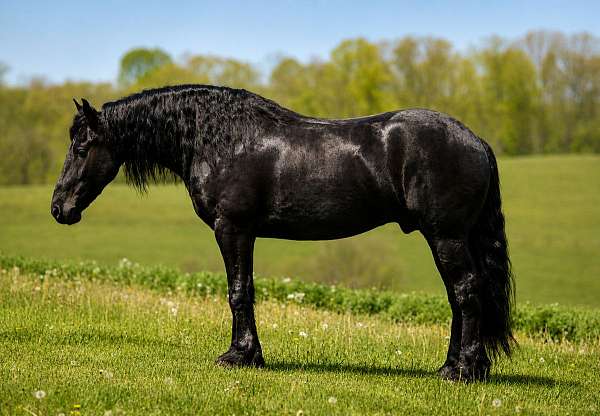 cross-friesian-horse