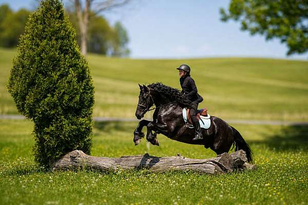 draft-friesian-horse