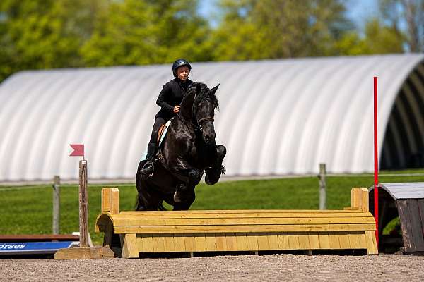 dressage-friesian-horse