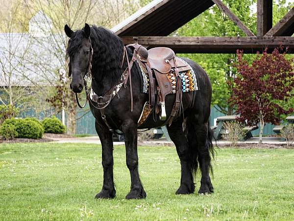 driving-friesian-horse