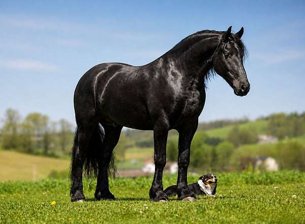 eventing-friesian-horse