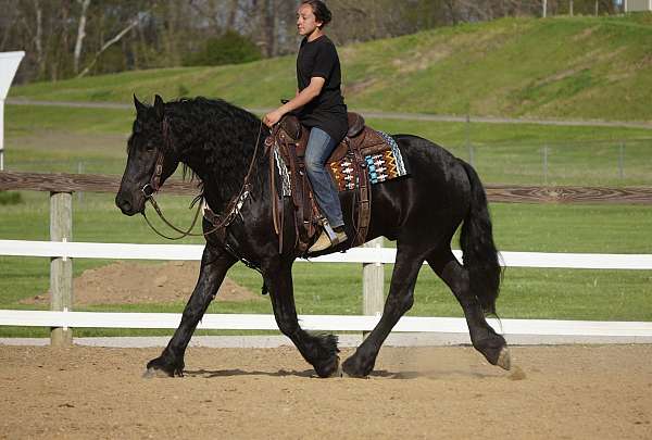 flashy-friesian-horse