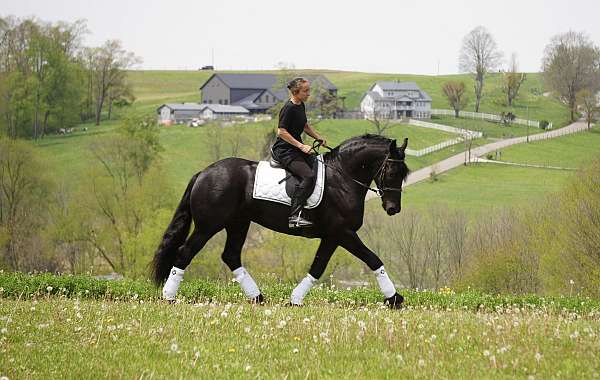 jumping-friesian-horse